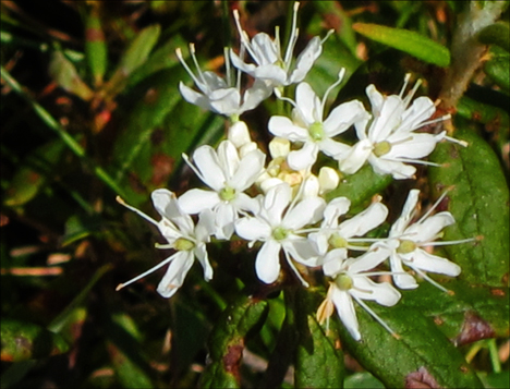 Adirondack Wildflowers:  Labrador Tea on Barnum Bog at the Paul Smiths VIC